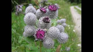 10 USES OF BURDOCK PLANT [upl. by Chill]