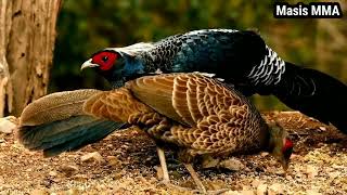 Pheasant Feathers of Luxury  Interesting Facts About Pheasants [upl. by Garv]