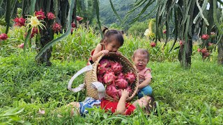 giang thi ty 1 tiring day of work buying dragon fruit to sell  single mother [upl. by Netsirhk]