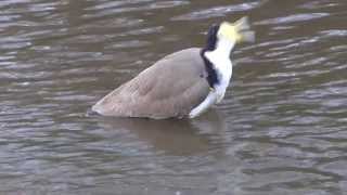 Masked Lapwing Taking a Bath [upl. by Chloette47]