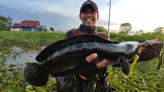 Baru dapat 1 ikan berat 2 Kg joran sudah patah [upl. by Bobina]