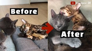 6 Tips to Introduce Cats FASTER With NO Isolation [upl. by Mont627]