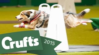 Day 2 Live  Crufts 2015 [upl. by Tyrrell]