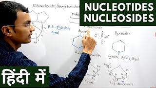 Nucleotides and Nucleosides in Hindi [upl. by Chrotoem163]