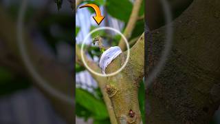 Grafting Plants 🎍 bonsai shortsfeed shorts shortsvideo [upl. by Herman]