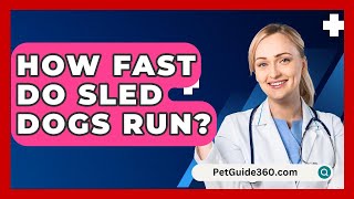 How Fast Do Sled Dogs Run  PetGuide360com [upl. by Sielen]