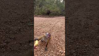 Monkey eats banana  Sri Lanka [upl. by Naitsabas]