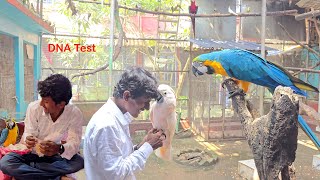 Before Breeding Test Your Parrots DNA [upl. by Havard277]