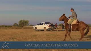 Domadores de Caballos Cria Polo Argentino MECANISMO EN LA PARADA Ariel Bonilla [upl. by Westbrook752]