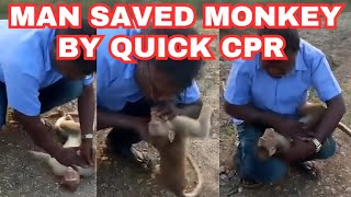 Man Saved A Dying Monkey By Quick Mouth to Mouth CPR [upl. by Goebel]