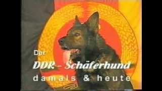 DDR Deutsche Schäferhund [upl. by Llebyram]