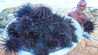 SEA URCHINS HUNTING  கடல் முல் எலி வேட்டை  Healthy Village Food Grandpa Show [upl. by Lotsirk]