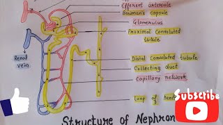 Nephron in hindi  structure  Function  Urine formation  hemodialysis  Biology notes [upl. by Nameloc]