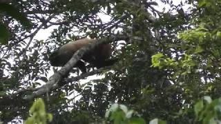 Unexpected Encounter with a GOLDENBACKED UAKARI Wowwwww [upl. by Huntlee659]