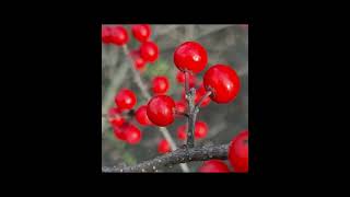 Winterberry Holly Plant Profile [upl. by Novaelc]