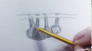 How to draw a Bear Sloth speed  Como dibujar un Oso Perezoso rápido [upl. by Gniw]