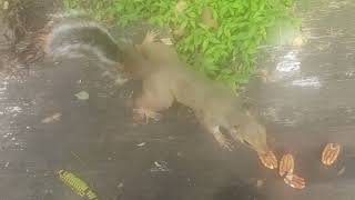 Squirrel I Put My Phone Under Water AND It Stop Working [upl. by Sirama]