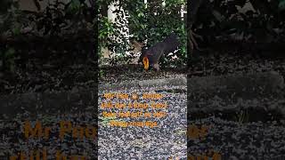 Mr Limpy Poo 💩 the brush turkey [upl. by Znerol811]