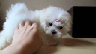 Teacup Maltese Puppy [upl. by Aramad]