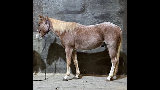 Smooths Stylish Mac  2022 AQHA amp APHA Gelding  Free Movement [upl. by Enirak]