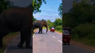 Elephant Attack in Srilanka  Buttala Kataragama Road \ Trending [upl. by Baxie]