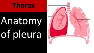 Lung Pleura I Anatomy Embryology and Radiology anatomy thorax [upl. by Ojiram977]