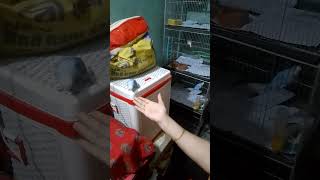 Budgerigar bird Cute budgies hand tame budgies birds bangladesh cutebirds shorts [upl. by Ahsiemal]