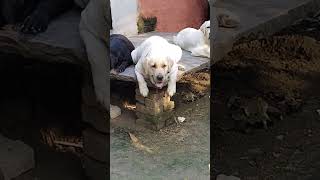 Labour dog Viral video Youtubeshort short video funny video [upl. by Elane]