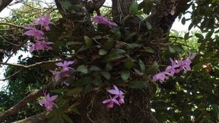 CATTLEYA WALKERIANA ORQUÍDEAS EM ÁRVORES ORCHID DENDROBIUM REGRAS BÁSICAS LINK FINAL DO VÍDEO [upl. by Gewirtz549]