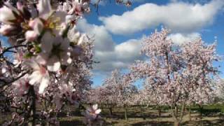 Almendro en FlorALBOX [upl. by Lihcox]