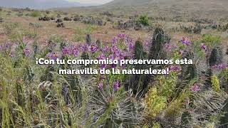 Cuidemos el Desierto Florido [upl. by Magnolia]