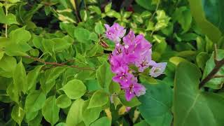 Bougainvillea Flower bappaplanthaven bougainvillealovers bougainvilleabeauty Jarif gardening [upl. by Aramen]