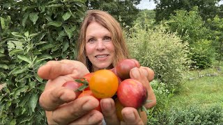 Lets Talk Tomatoes  Mid Season Tomato Plant Tour tomatoplants [upl. by Tshombe358]