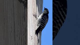 Hear the Loud Pecking of a Cute Nuttalls Woodpecker 🐦  shorts wildlife woodpecker california [upl. by Wolfgram516]