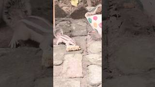 quotPyari Squirrel Khana Khate Hue  Cute Squirrel Eating Momentquot [upl. by Asiel411]