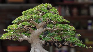 INSPIRASI BONSAI SANCANG VIRAL [upl. by Llyrrad]