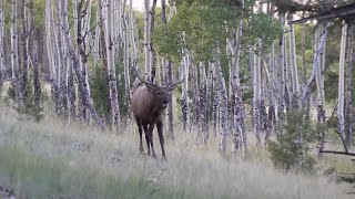 Too Close for Comfort  Colorado Archery Elk [upl. by Millie]