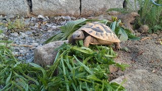 Griechische Landschildkröten  Terrarium einrichten [upl. by Cheston857]