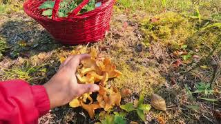 AUTUMN MUSHROOM HUNTING  THE LINDEMANS [upl. by Aitret]