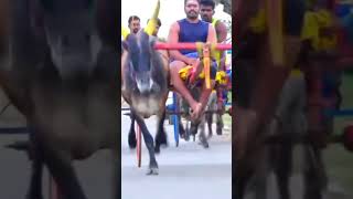 ksp mattuvandipanthayam reklarace tamil culture village bull nature life love [upl. by Nawrocki125]