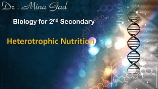 Heterotrophic nutrition part 4  Biology for 2nd secondary [upl. by Nattie148]