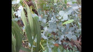 How amp When to Cut Eucalyptus trees for juvenile foliage [upl. by Ahsla]