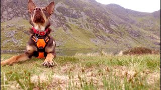 Cadair Idris Penygadair Drone Flight [upl. by Douglass824]