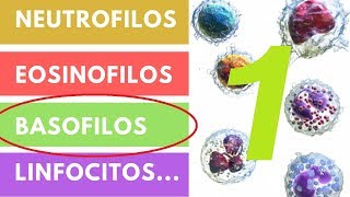 LEUCOCITOS » ¿Qué son Funciones Valores adecuados Parte 1 [upl. by Doug393]