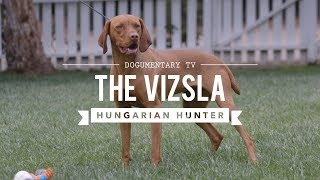 ALL ABOUT VIZSLA HUNGARIAN SPORTING DOG [upl. by Manny]