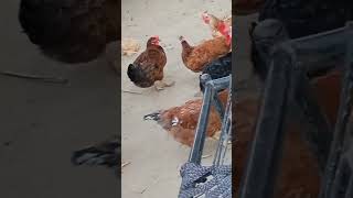 Desi murge te murgian🐔🐔trendingshorts animalhumor [upl. by Elletnwahs]