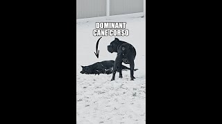 Dominant Cane Corso [upl. by Cutcliffe]