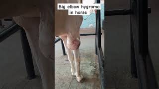 Elbow hygromaolecranon bursitis in a horse [upl. by Anagrom190]