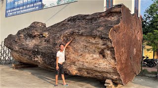 Amazing Sawmill Wood Cutting  Super Huge Old Tree Saw Machine Lifespan Up To Thousands Of Years [upl. by Hepsoj248]