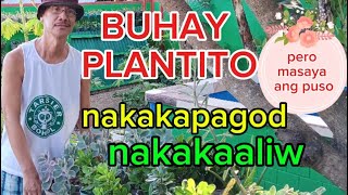 BUHAY PLANTITONakakapagodnakakaaliwPero masaya ang puso [upl. by Hamo]